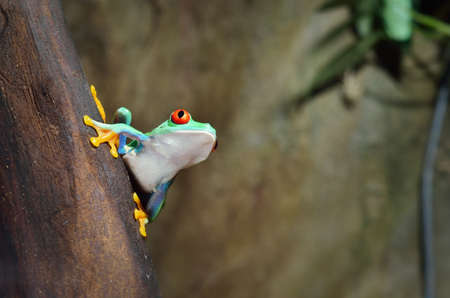 Red-eyed frog (Agalychnis callidryas) sitting on a tree log, close-up. Zoo laboratory, terrarium,...