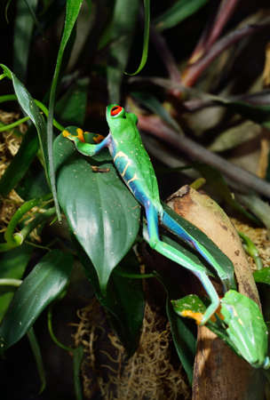 Red-eyed tree frog (Agalychnis callidryas) sitting on a green plant leaf, close-up. Zoo laboratory,...