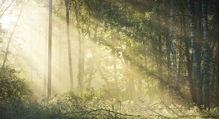 Sun rays flowing through the tree trunks of the evergreen forest. Fairy summer landscape. Mighty...