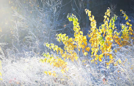 Forest meadow and golden trees covered with crystal clear hoarfrost. Idyllic landscape. Mysterious blue light. Winter wonderland. Nature, climate change, ecology, environmental conservationの写真素材