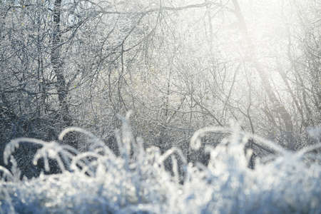 Forest meadow and trees covered with crystal clear hoarfrost. Idyllic landscape. Mysterious blue light. Winter wonderland. Nature, climate change, ecology, environmental conservationの写真素材