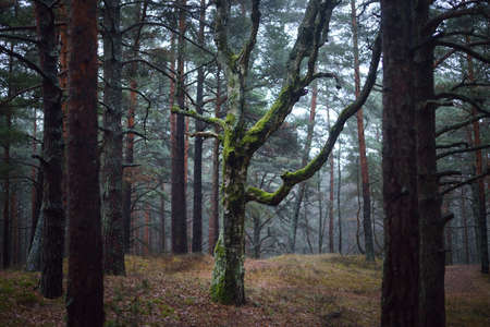 An ancient tall mighty pine trees in the evergreen forest during fall season. Morning fog. Close-up of mossy tree trunks. Atmospheric landscape. Environmental conservation in Latvia. Nature, ecologyの写真素材