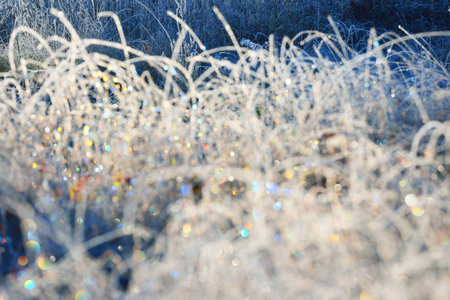 Forest floor of dry plants in hoarfrost, close-up. Sunny winter day. Seasons, climate change, ecology, botany. Natural white background. Macro photography. Panoramic image, graphic resourcesの写真素材