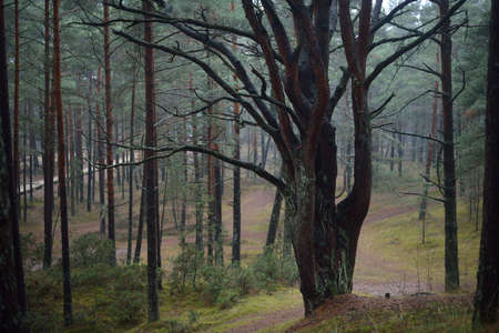 An ancient tall mighty pine trees in the evergreen forest during fall season. Morning fog. Close-up of mossy tree trunks. Atmospheric landscape. Environmental conservation in Latvia. Nature, ecologyの写真素材