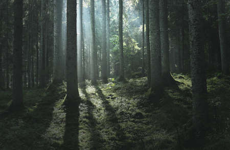 Majestic evergreen forest at sunrise. Mighty pine trees, moss, green plants. Morning fog, pure sunlight, sunbeams. Dark atmospheric landscape. Nature, seasons, summer. Fairytale, fantasy conceptsの写真素材