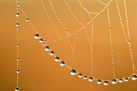 Spider web, plants and dew drops close-up. Natural pattern. Golden background. Soft sunlight. Macrophotography, graphic resources, insects, environmental conservation. Panoramic view, copy spaceの写真素材