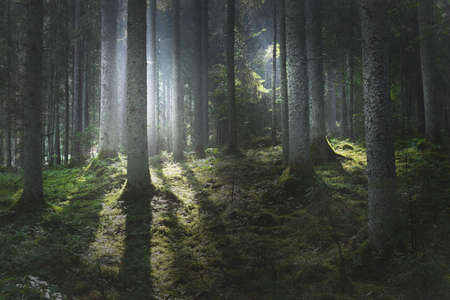 Majestic evergreen forest at sunrise. Mighty pine trees, moss, green plants. Morning fog, pure sunlight, sunbeams. Dark atmospheric landscape. Nature, seasons, summer. Fairytale, fantasy conceptsの写真素材
