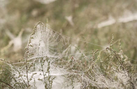 Spider web, plants, dew drops in a fog at sunrise, close-up. Natural pattern. Fairy forest scene....