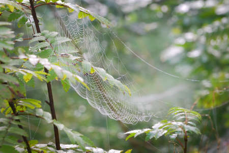 Spider web, plants, dew drops in a fog at sunrise, close-up. Natural pattern. Fairy forest scene....