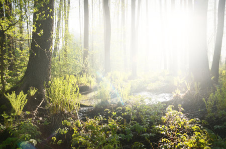 Northern evergreen forest in a morning fog. Mighty pine trees, plants, fern. Pure sunlight, sunbeams Idyllic spring landscape. Ecology, ecosystems, environmental conservation, ecotourismの写真素材