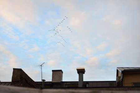 Flock of flying birds above the city rooftops. Dramatic sunset sky, colorful clouds. Concept urban landscape. Finland. Wildlife, ornithology, seasons, environmentの写真素材