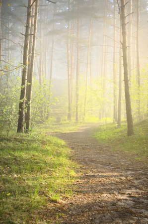 Pathway through the northern evergreen forest in a morning fog. Mighty pine trees, pure sunlight,...