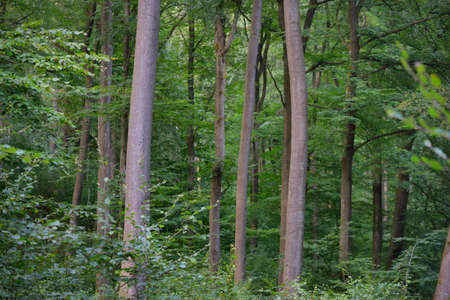 Panoramic view of the dark mysterious beech forest. Mighty trees. Sunlight through the tree trunks,...