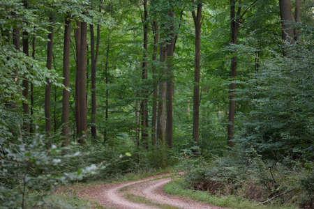 Rural road (pathway) through the hills of green beech forest. Mighty trees. Natural tunnel....