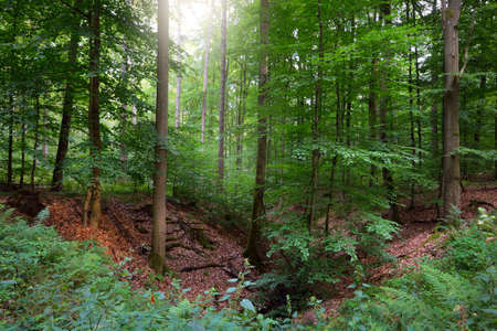 A view of the hills in the dark beech forest. Mighty trees. Sunlight through the tree trunks, green...