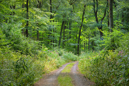 Rural road (pathway) through the hills of green beech forest. Mighty trees. Natural tunnel....