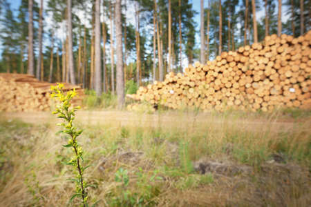 Freshly made firewood in the evergreen forest, pine tree logs close-up. Environmental damage, ecological issues, ecology, nature, wood, deforestation, alternative energy, lumber industry, businessの写真素材