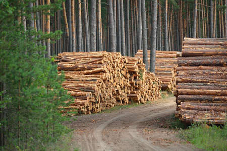 Freshly made firewood in the evergreen forest, pine tree logs close-up. Environmental damage,...