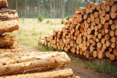 Freshly made firewood in the evergreen forest, pine tree logs close-up. Environmental damage,...