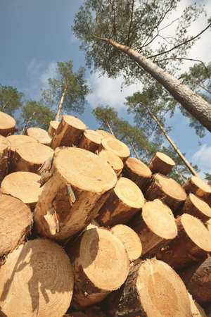 Freshly made firewood in the evergreen forest, pine tree logs close-up. Environmental damage,...