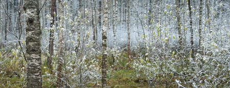 Panoramic view of mysterious swampy autumn forest. Green and golden leaves. Trees covered with hoarfrost and first snow. Early winter. Atmospheric landscape. Ecotourism, nature, environment, seasonsの写真素材