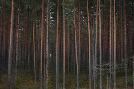 Dark majestic twilight evergreen pine forest. Mysterious red and blue light. Nature, ecology,...
