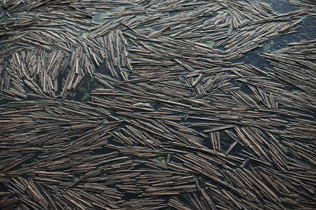 Forest lake at sunset. Cracked ice, plants. Natural pattern, texture, background, abstract art....