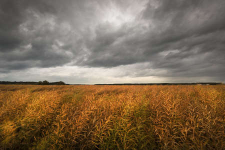 Dark storm clouds above the golden agricultural field and forest. Overcast day, rain, wind. Idyllic rural scene. Baltic nature, seasons, environmental conservation, ecology. Panoramic sceneryの写真素材