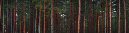 Dark majestic twilight evergreen pine forest. Mysterious red and blue light. Nature, ecology,...