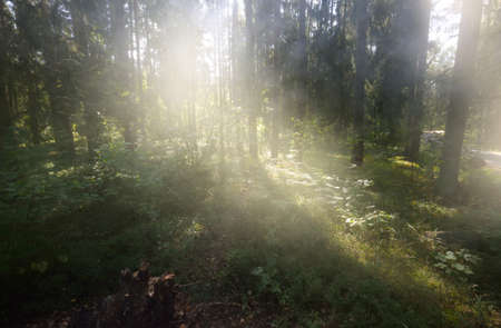 Majestic evergreen forest at sunrise. Mighty pine and deciduous trees, moss, fern, plants. Morning dew, soft sunlight, sunbeams, fog, haze. Idyllic summer landscape. Pure nature, environment, ecologyの写真素材