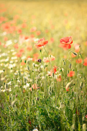 Blooming poppy field, red wildflowers close-up. Idyllic summer rural scene. Macrophotography, natural floral pattern, texture, background. Botany, gardening, agriculture. Panoramic viewの写真素材