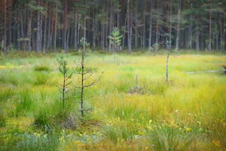 Swamp, evergreen forest, moss, fern, plants. Young pine trees close-up. Panoramic view. Tranquil...