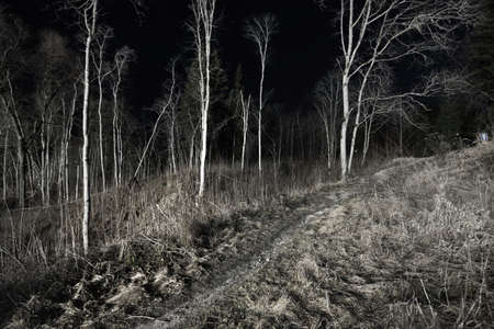 Epic starry sky above the birch tree forest at night. Illuminated white silhouettes in the dark. Gauja national park, Sigulda, Latvia. Mystic landscape. Silence, loneliness, gothic conceptsの写真素材