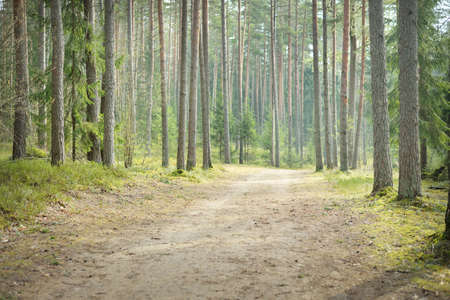 Rural road through the evergreen forest. Pine, fir, spruce trees, tree logs, green plants, moss....