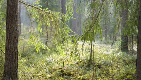 Pathway through the hills of the evergreen forest. Pine, fir, spruce trees, tree logs, green plants,...
