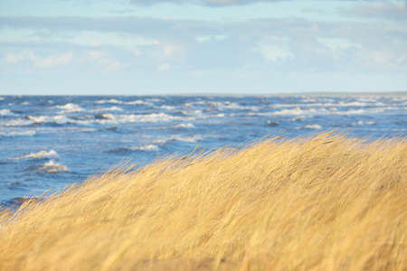 A view the Baltic sea shore at sunset. Sand dunes and plants (dune grass, AmmÃ³phila) close-up....