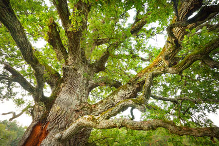 Mighty deciduous oak tree, close-up, low angle view. Wood, moss texture, green leaves. Soft sunlight. Idyllic summer landscape. Pure nature, environment, ecology. One of the biggest trees in Latviaの写真素材