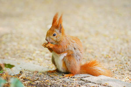 Cute little Eurasian red squirrel (Sciurus vulgaris) eating a nut, close-up. Summer forest...