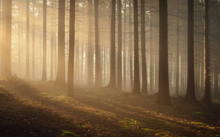 Panoramic view of the majestic evergreen forest in a morning fog. Mighty pine tree silhouettes. Atmospheric dreamlike summer landscape. Sun rays, mysterious golden light. Nature, fantasy, fairytaleの写真素材