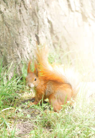 Cute little Eurasian red squirrel (Sciurus vulgaris) standing on a green forest lawn, close-up....