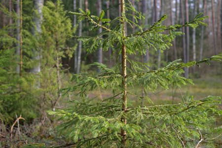 Pathway through majestic northern evergreen forest. Mighty pine, spruce trees, tree logs. Moss, fern, plants. Soft light, sunbeams. Atmospheric landscape. Early spring in Finland. Nature, ecotourismの写真素材