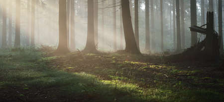 Panoramic view of the majestic evergreen forest in a morning fog. Mighty pine tree silhouettes. Atmospheric dreamlike summer landscape. Sun rays, mysterious golden light. Nature, fantasy, fairytaleの写真素材