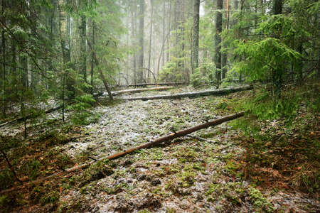 Pathway through the hills of majestic northern evergreen forest. Golden leaves, mighty pine and...