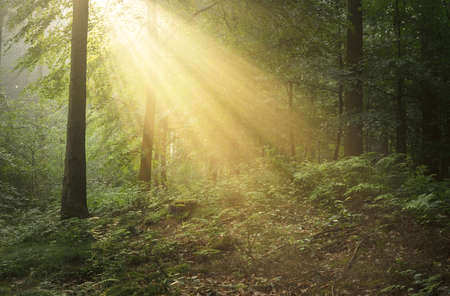 Panoramic view of majestic green deciduous and pine forest in a morning fog. Tree silhouettes. Sun rays, pure sunlight. Atmospheric dreamlike summer landscape. Nature, ecology, fantasy, fairytaleの写真素材