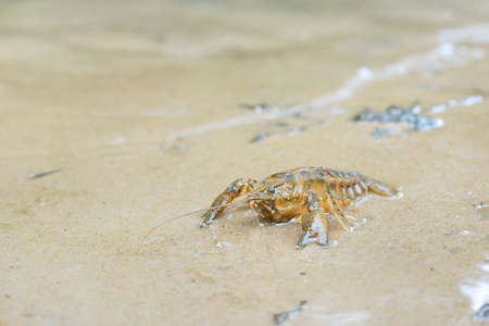 American spiny-cheek high crayfish (Orconectes Limosus) invasive to Europe in forest river, Germany....