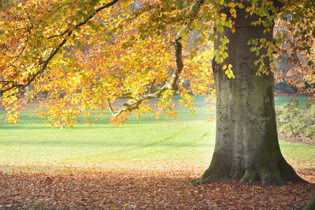 Mighty golden beech trees in the Nachtegalen park. Tree trunks, stumps. Sun rays, soft sunlight,...