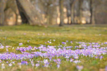 Blooming crocus flowers in a park. Trees in the background. Early spring. Europe. Symbol of peace...