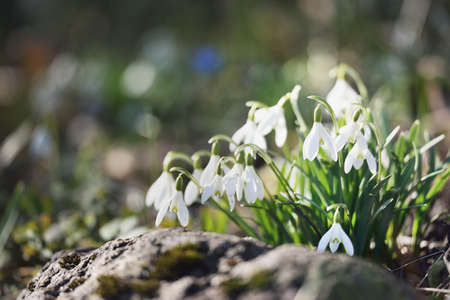Blooming forest meadow, white Galanthus (snowdrops) flowers close-up. Early spring in Europe. Nature, environmental conservation, ecology, gardening, perfume. Purity, peace, joy, Easter conceptsの写真素材