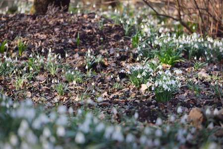 Blooming galanthus (snowdrops) flowers in a park. Early spring. Purity, peace, joy, Easter theme. Landscaping, gardening, ecotourism, environmental conservation. Art, macrophotography. Floral patternの写真素材