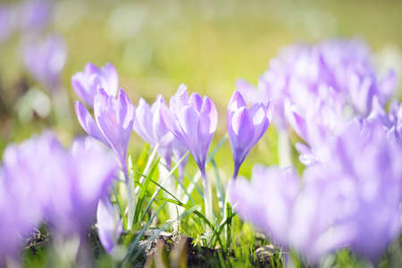 Blooming crocus flowers in a park, close-up. Early spring. Europe. Symbol of peace and joy, Easter...